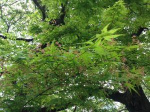 モミジの花201504